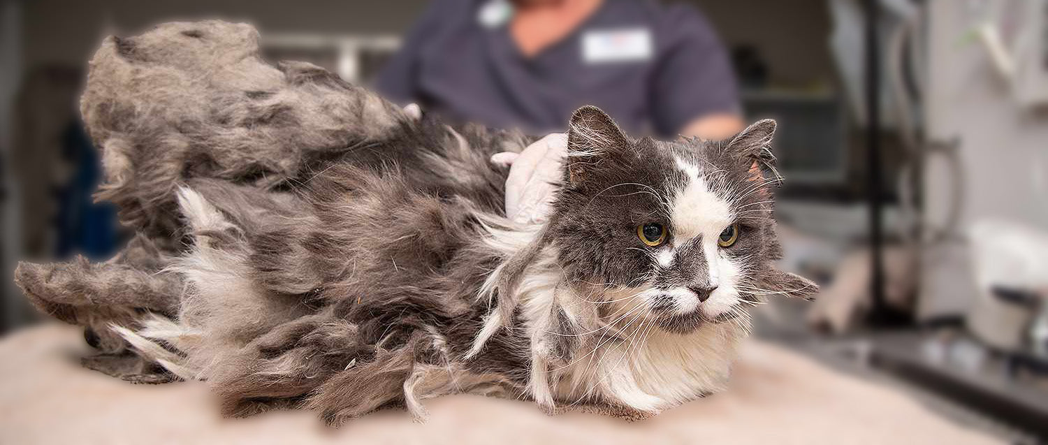 Why Has My Cat's Fur Gone Lumpy?