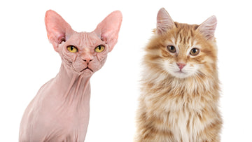 Shedding Light on Cat Shedding: From Non-Shed Breeds to Care Tips