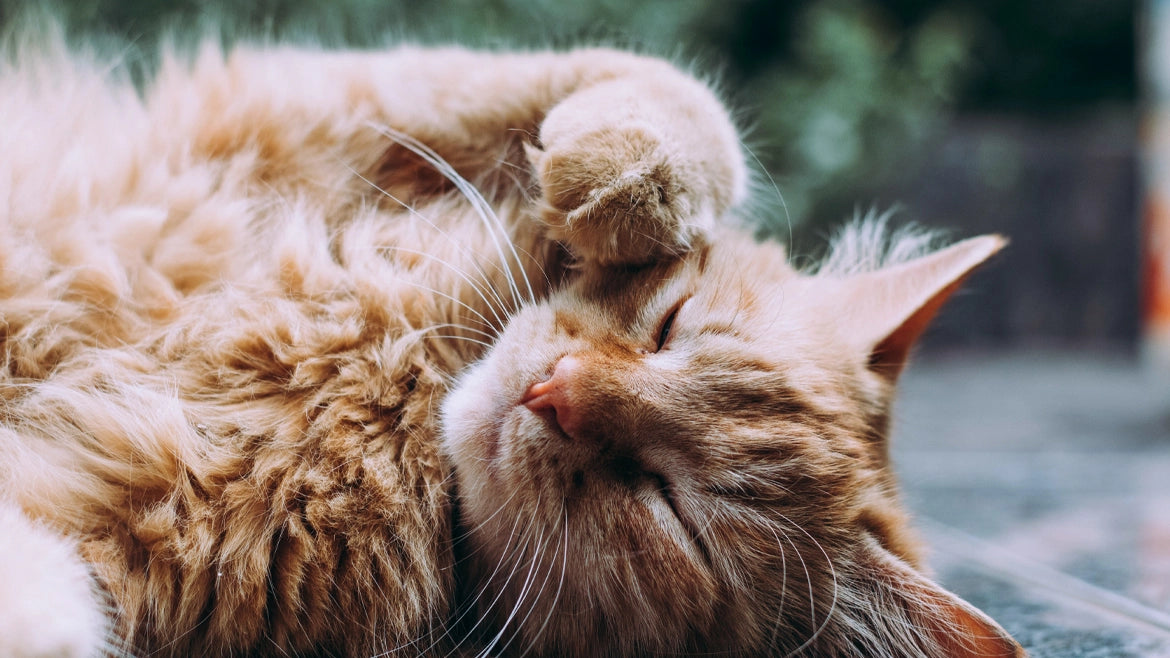 Cat Hair Structure, Types & More