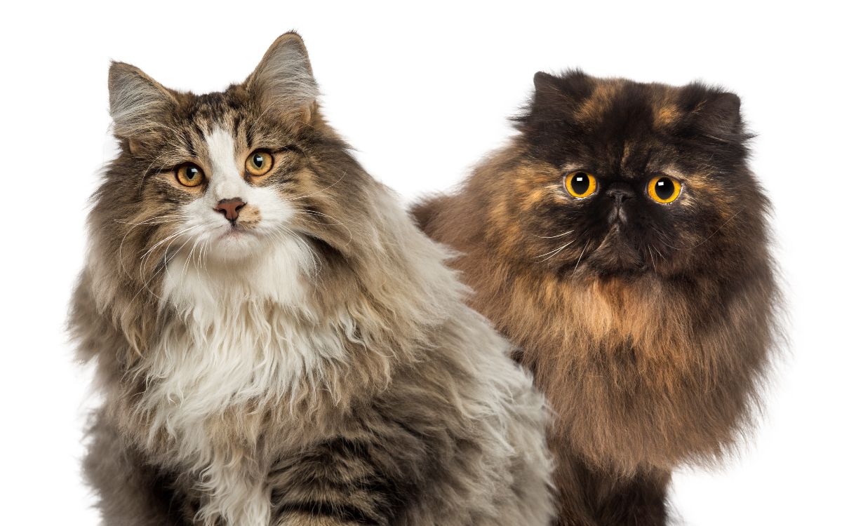 Preventing Matting and Tangling of LongHaired Cat Fur