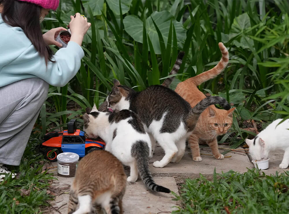 aumuca team with cats
